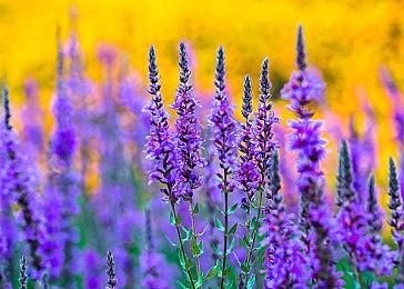 《上古卷轴5》周年纪念版今日登陆Switch 支持中文